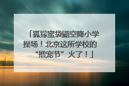 狐獴蜜袋鼯空降小学操场！北京这所学校的“撸宠节”火了！