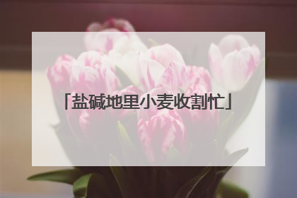 盐碱地里小麦收割忙