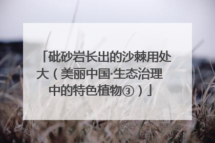 砒砂岩长出的沙棘用处大（美丽中国·生态治理中的特色植物③）