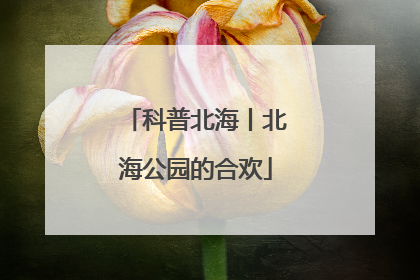 科普北海丨北海公园的合欢