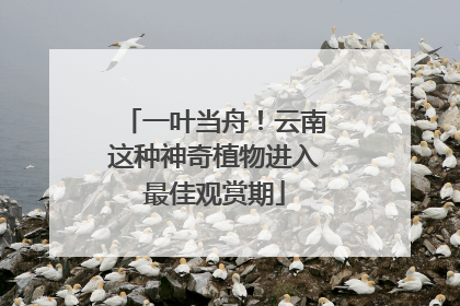 一叶当舟！云南这种神奇植物进入最佳观赏期