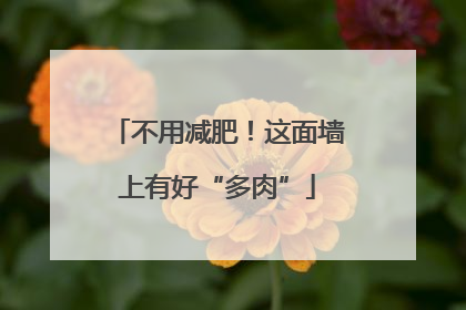 不用减肥！这面墙上有好“多肉”
