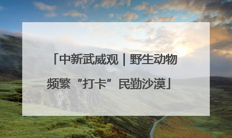 中新武威观｜野生动物频繁“打卡”民勤沙漠