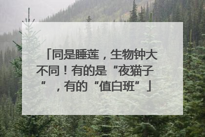 同是睡莲，生物钟大不同！有的是“夜猫子”，有的“值白班”