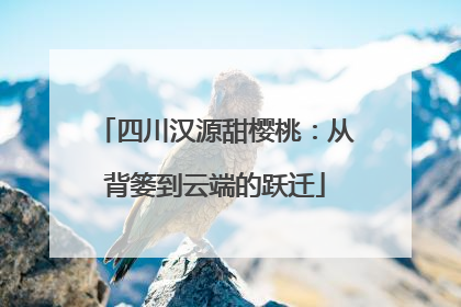 四川汉源甜樱桃：从背篓到云端的跃迁