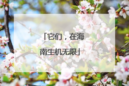 它们，在海南生机无限