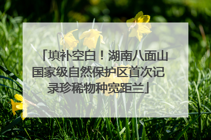 填补空白！湖南八面山国家级自然保护区首次记录珍稀物种宽距兰