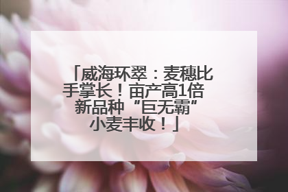 威海环翠：麦穗比手掌长！亩产高1倍 新品种“巨无霸”小麦丰收！