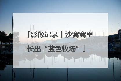 影像记录丨沙窝窝里长出“蓝色牧场”
