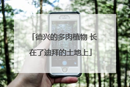 德兴的多肉植物 长在了迪拜的土地上