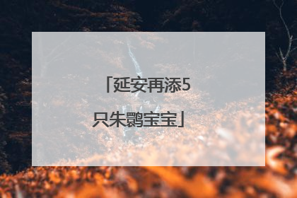 延安再添5只朱鹮宝宝