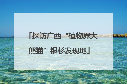 探访广西“植物界大熊猫”银杉发现地