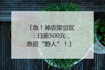 急！神农架景区：日薪500元，急招“野人”！
