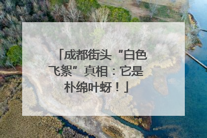 成都街头“白色飞絮”真相：它是朴绵叶蚜！