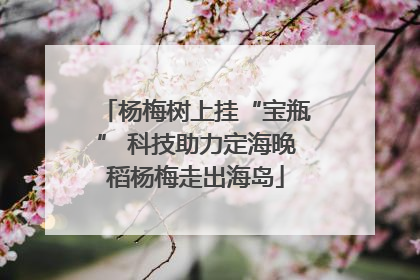 杨梅树上挂“宝瓶” 科技助力定海晚稻杨梅走出海岛