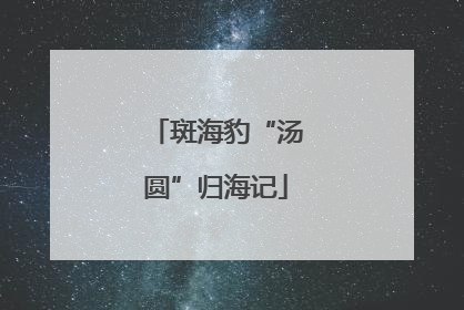 斑海豹“汤圆”归海记