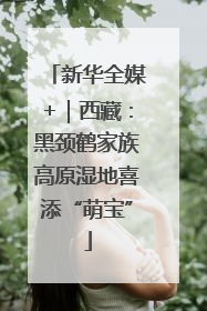 新华全媒+｜西藏：黑颈鹤家族高原湿地喜添“萌宝”