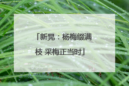 新晃：杨梅缀满枝 采梅正当时