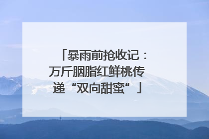 暴雨前抢收记：万斤胭脂红鲜桃传递“双向甜蜜”