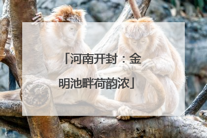 河南开封：金明池畔荷韵浓