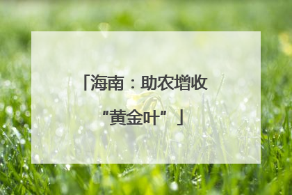 海南：助农增收 “黄金叶”