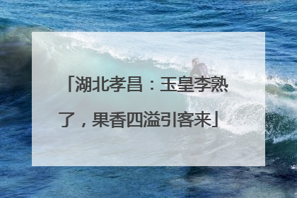 湖北孝昌：玉皇李熟了，果香四溢引客来