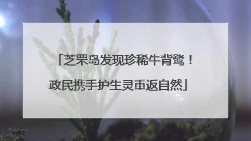芝罘岛发现珍稀牛背鹭！政民携手护生灵重返自然