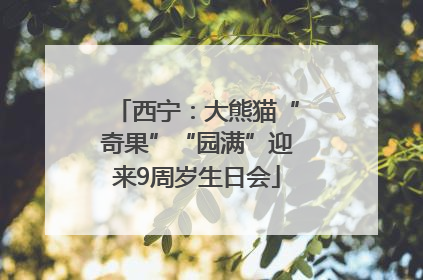 西宁：大熊猫“奇果”“园满”迎来9周岁生日会
