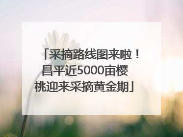 采摘路线图来啦！昌平近5000亩樱桃迎来采摘黄金期