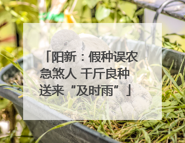 阳新：假种误农急煞人 千斤良种送来“及时雨”