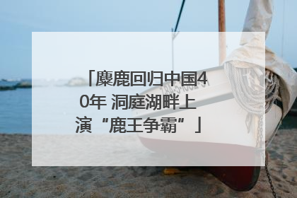 麋鹿回归中国40年 洞庭湖畔上演“鹿王争霸”