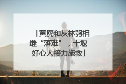 黄麂和灰林鸮相继“落难”，十堰好心人接力施救