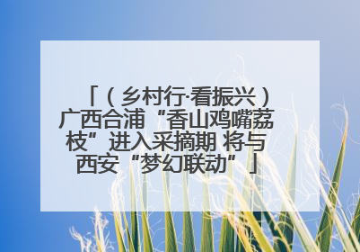 （乡村行·看振兴）广西合浦“香山鸡嘴荔枝”进入采摘期 将与西安“梦幻联动”