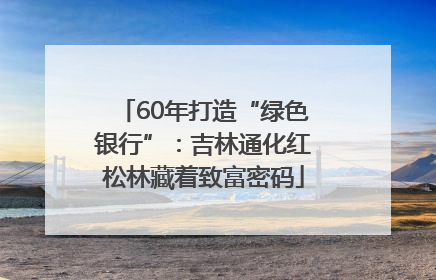 60年打造“绿色银行”：吉林通化红松林藏着致富密码